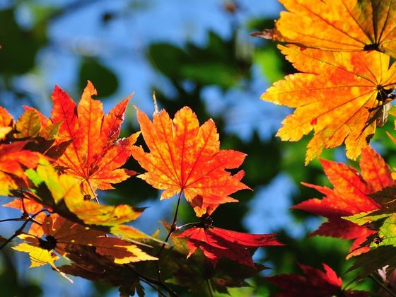 What Delightful Autumn Color Are You?