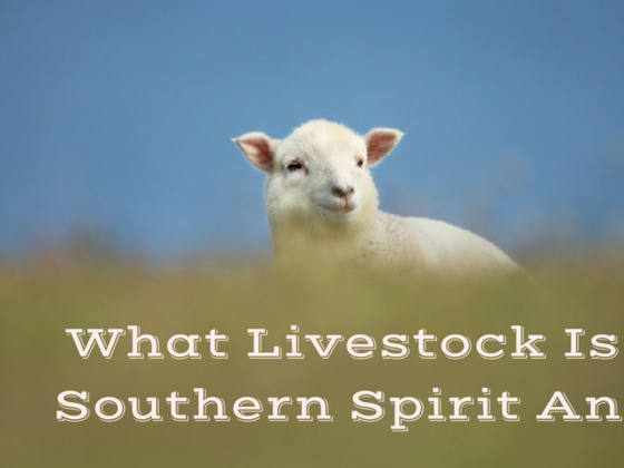 What Livestock Is Your Southern Spirit Animal?