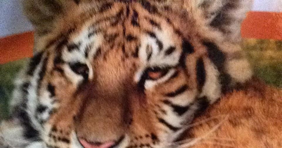 Which Big Cat Are You Playbuzz