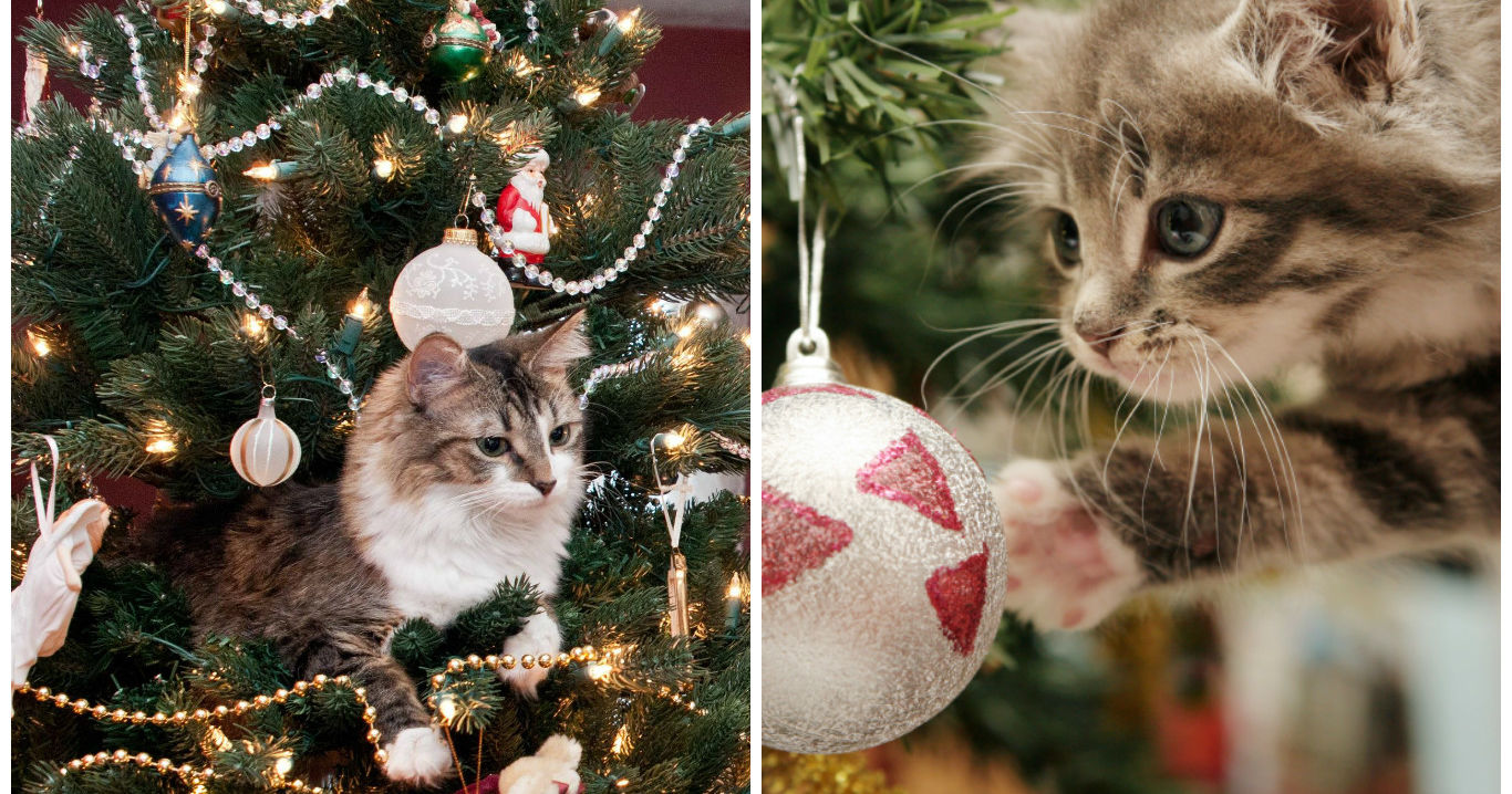 The Three Best Ways Cats Can React To Christmas Trees Playbuzz