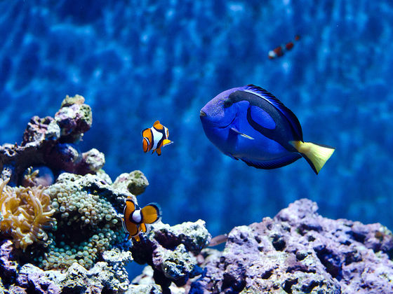 WHICH SEA CREATURE ARE YOU AS A TEACHER?