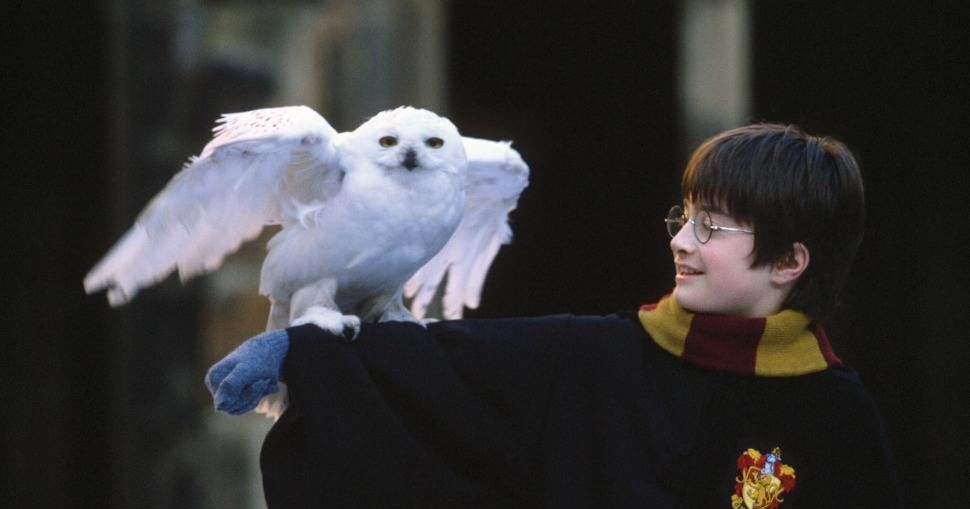 Which Pet Would You Take With You To Hogwarts? Playbuzz