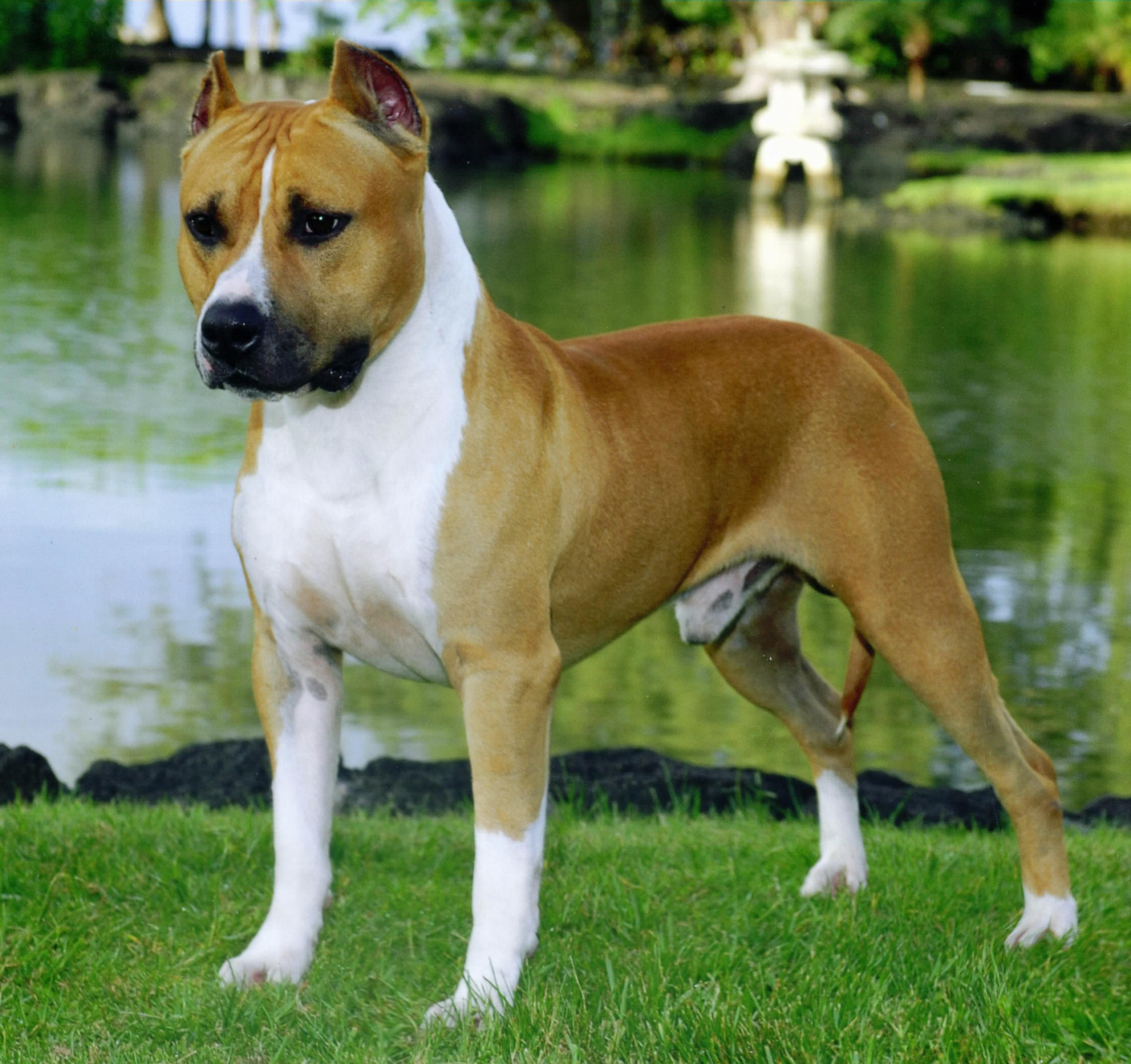 american pit bull terrier vs american staffordshire terrier do you know your bully breeds playbuzz american pit bull terrier vs american staffordshire terrier do you know your bully breeds playbuzz