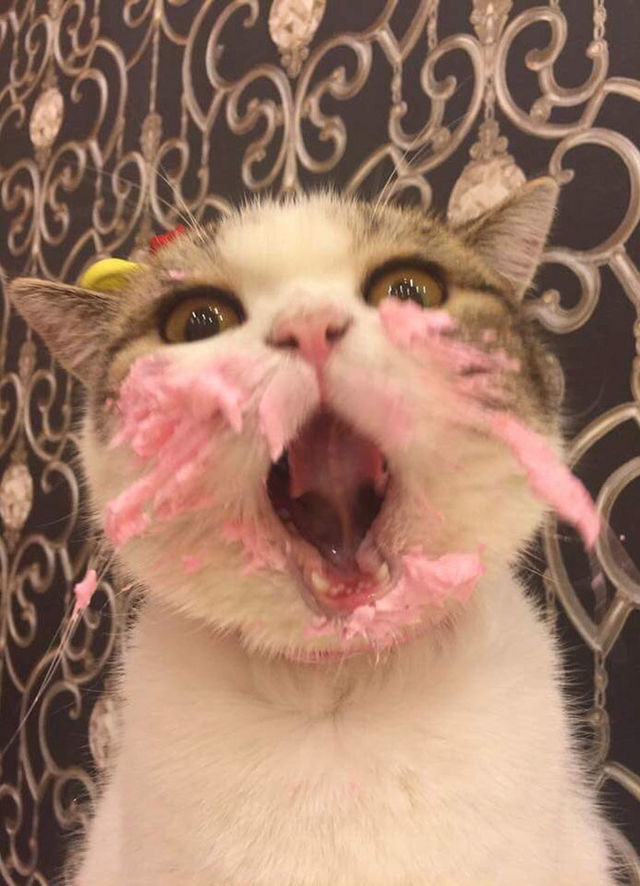 This Cat Eating It's Birthday Cake Is An Actual Cat And Not A Meme