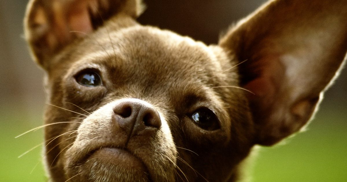 How Well Do You Know Man's Best Friend? | Playbuzz