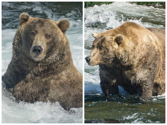 Meet The Fattest Bear In Katmai National Park!