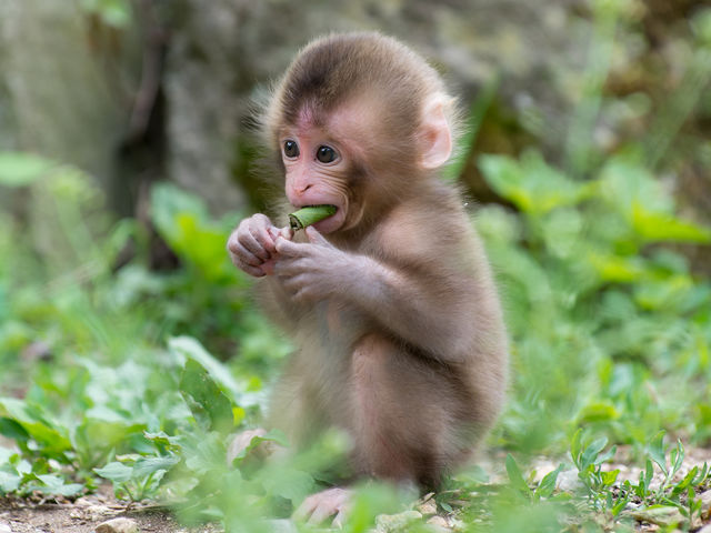 Die süßesten Tierbabys der Welt | PlayBuzz