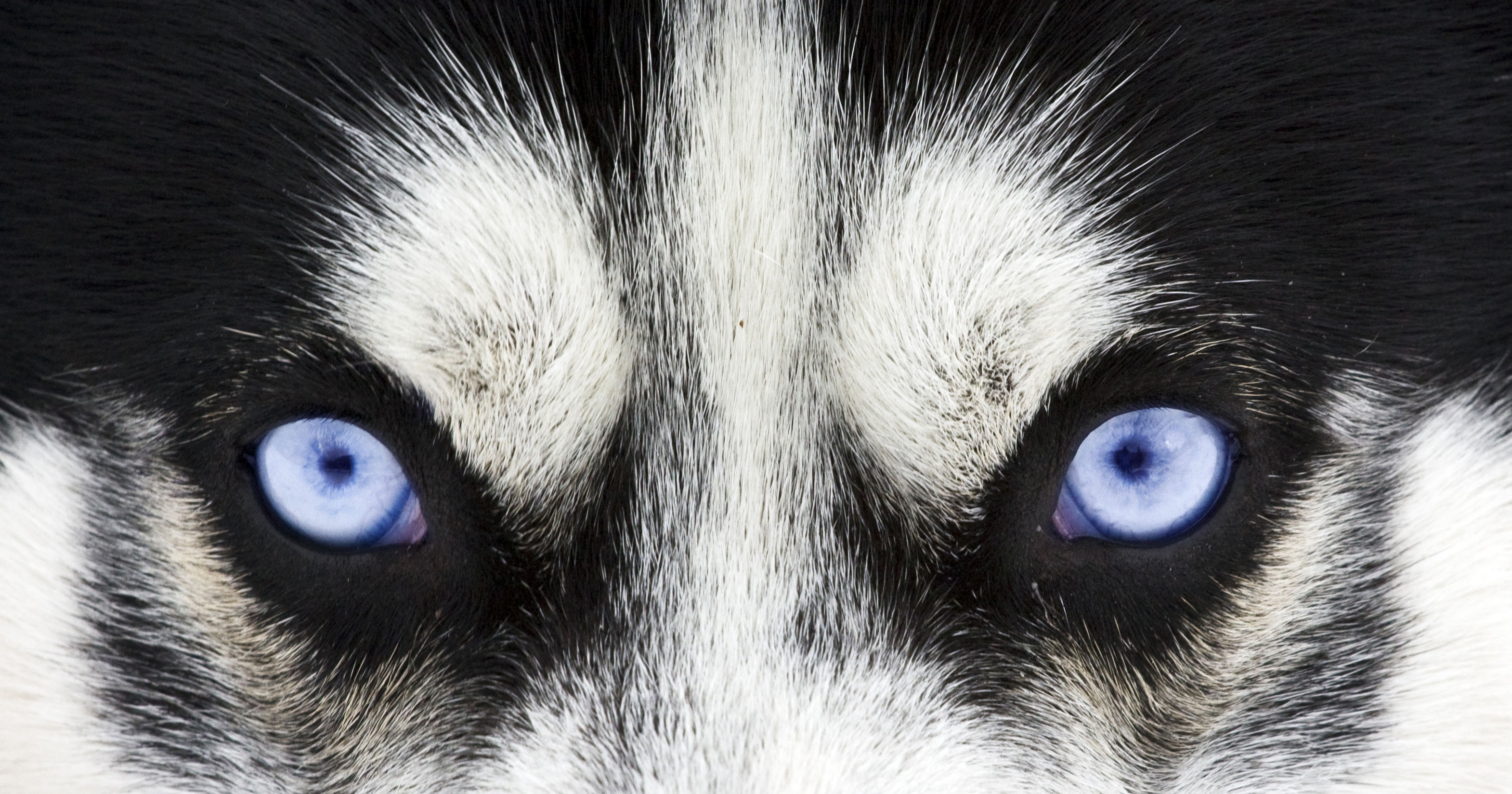 Which Animal Do You See Like? Playbuzz