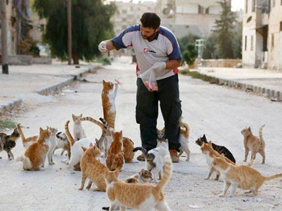 Whilst Many Flee Aleppo, Syria, One Brave Soul Remains To Care For Their Cats