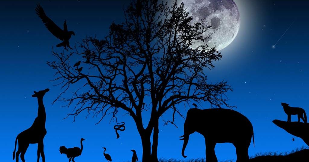 What animal are you? Playbuzz