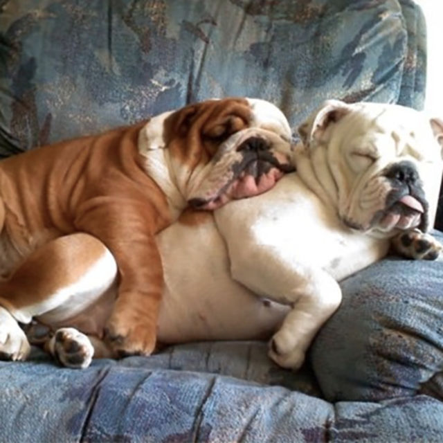 14 Dog Breeds Then And Now Playbuzz