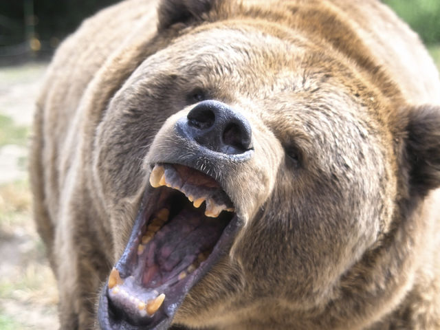 a quel animal ressemble tu