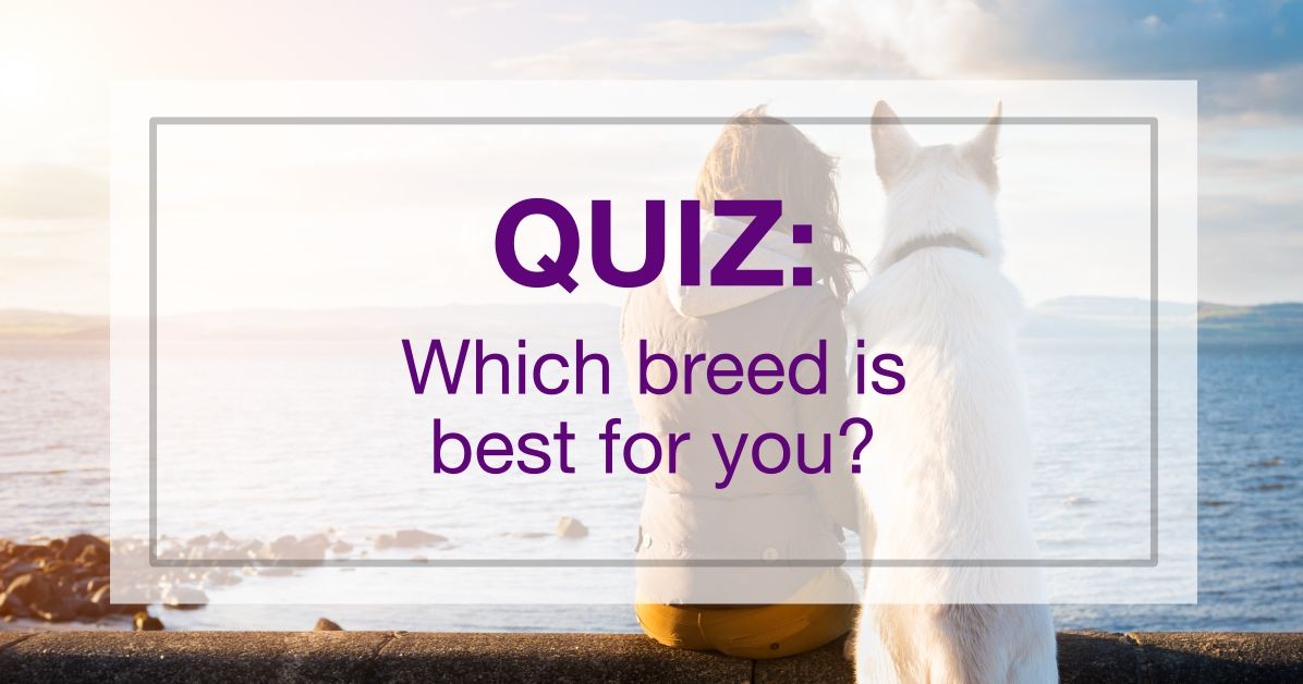 Which dog breed is best for you? Playbuzz