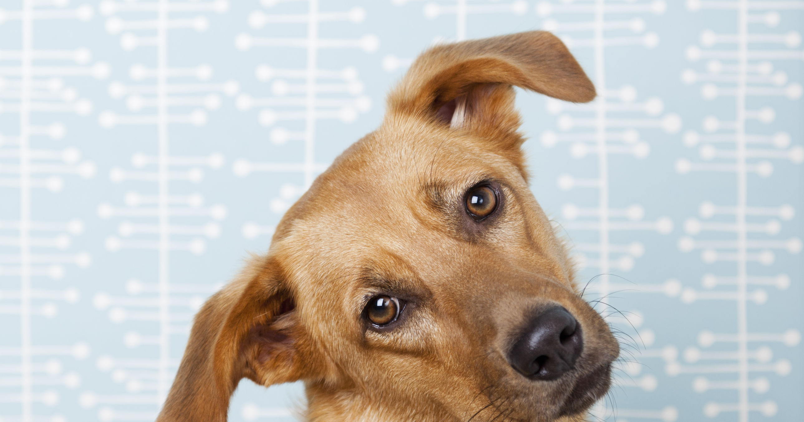 How should a dog wear pants? Playbuzz