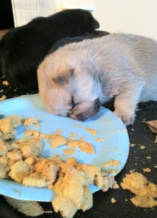 15 Dogs Who Know What It's Like To Be In A Food Coma PlayBuzz