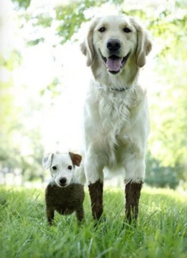 What dog is best for you? Playbuzz