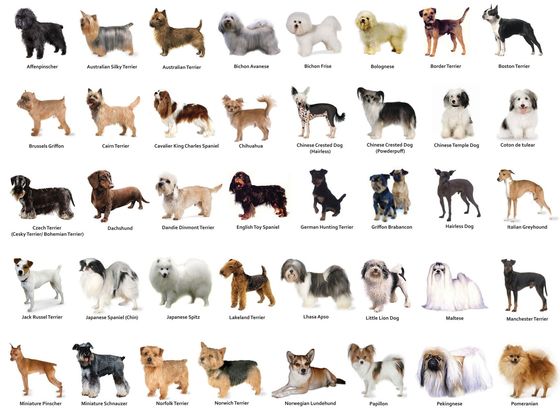 30 fotos de cachorros filhotes da raa Pug - Cachorros Fofos 50 30 fotos de cachorros filhotes da raa Pug - Cachorros Fofos 87