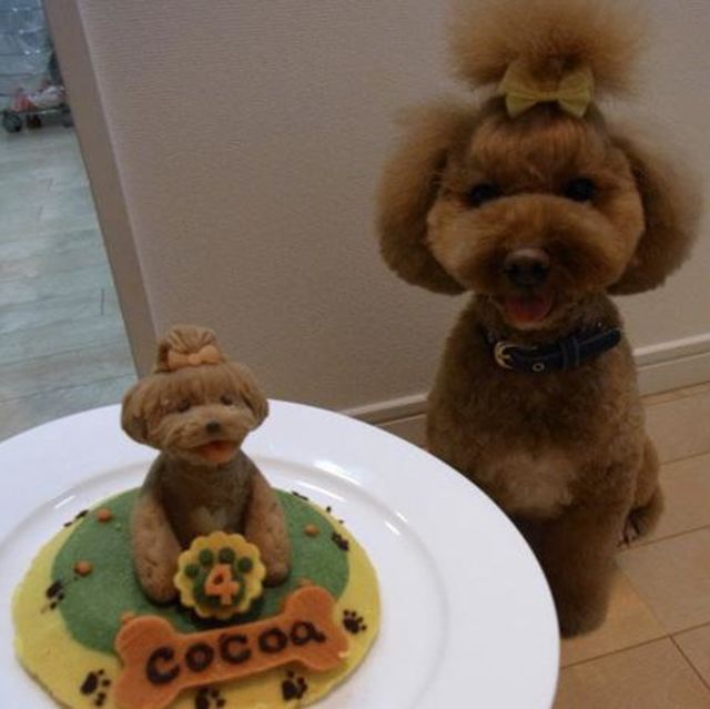 Mascotas CUMPLEAÑERAS :3 - Imagen 2