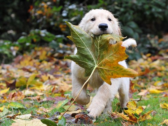 Pick Your Fave Photos Of Frolicking Fall Pups And We'll Tell You What Kind Of Dog You Should Adopt!