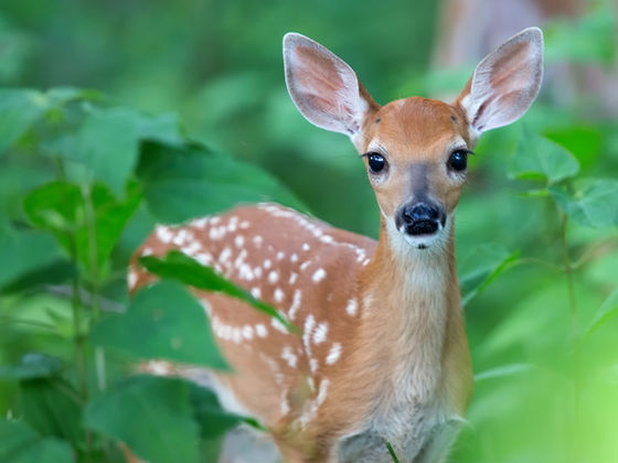 How Much Do You Really Know About Hunting?