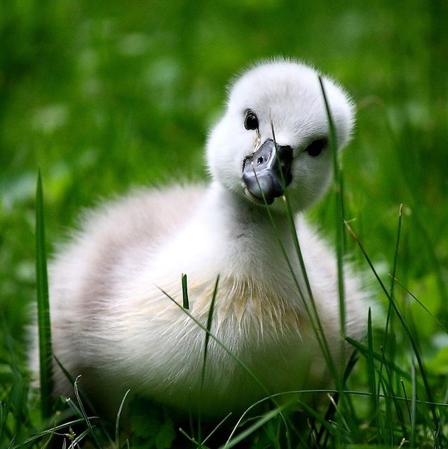 Do You Know Your Baby Animal Names Playbuzz