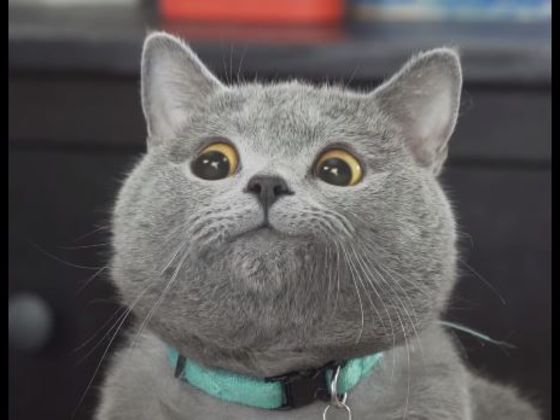 Which Adorable Kitten Matches The Hole In Your Heart?