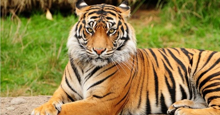 if u were an animal what would you be