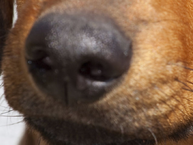Can You Identify The Dog Breed By Its Nose? | Playbuzz