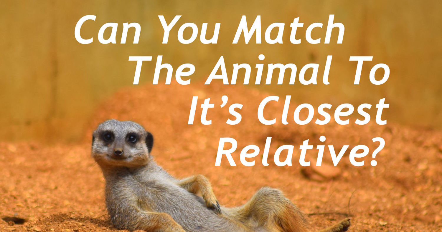Can You Match The Animal With Its Closest Relative? Playbuzz