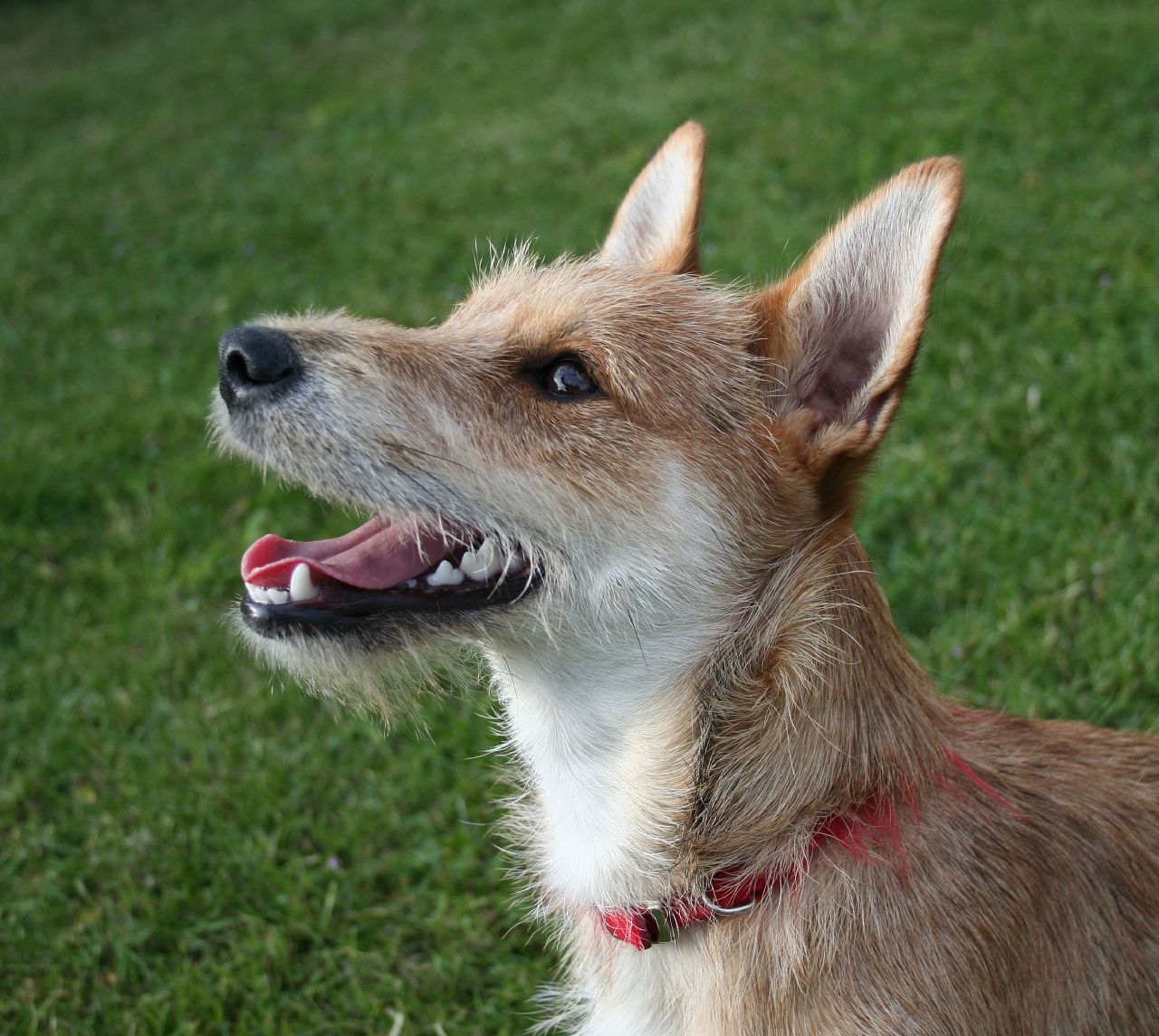 What Dog Should I Get Uk Quiz What Dog Should I Get Uk Quiz