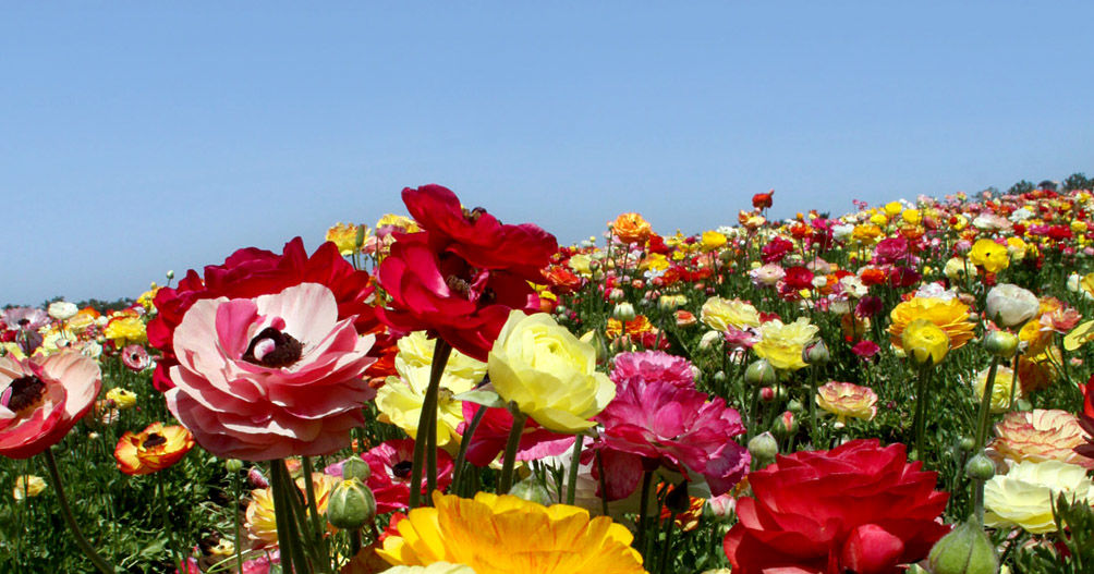 What type of flower are you? Playbuzz