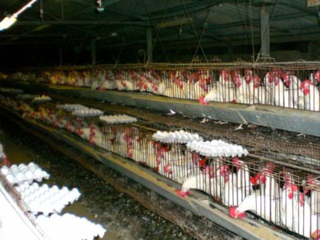 How Much Do You Know About Animal Agriculture? | Playbuzz