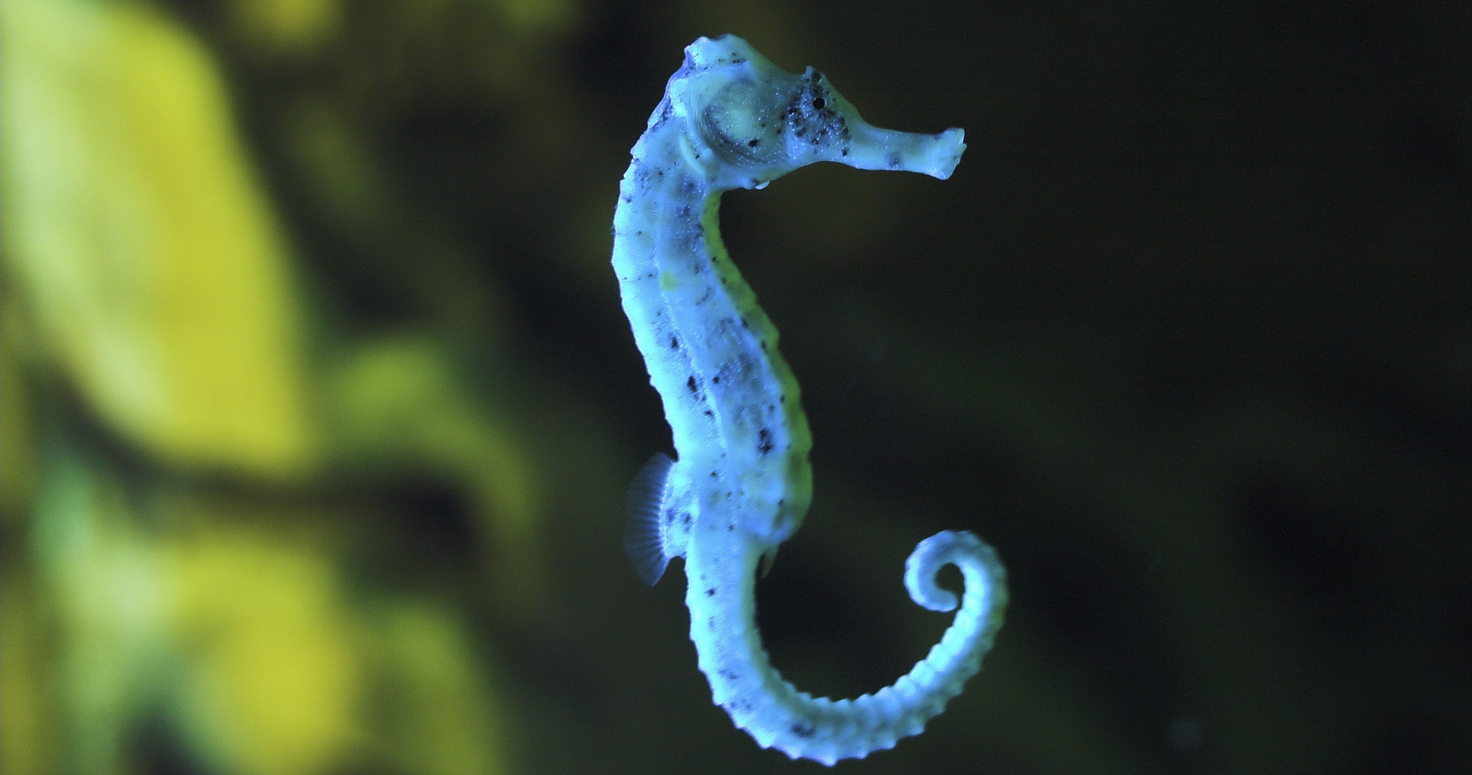 Which Sea Animal Do You Think Like? Playbuzz