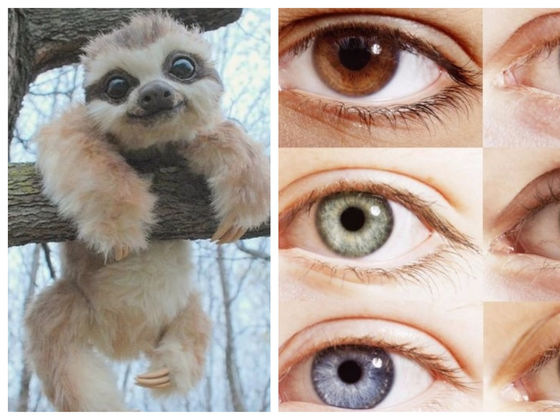 Choose Between These Adorable Animals, And We'll Tell You The Color Of Your Soulmate's Eyes