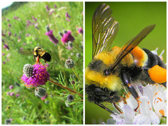 The U.S. Has Put Its First Bumblebee On The Endangered Species List