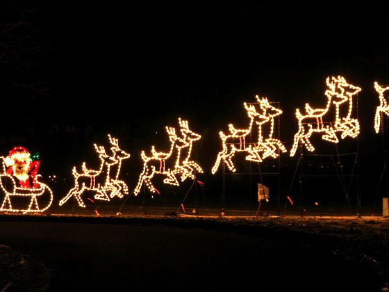 What Reindeer Are You?