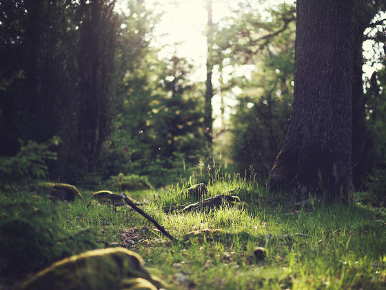 A Walk Through The Woods. Which Season Represents Your Life's Journey?