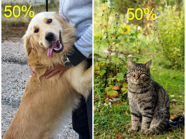 50%