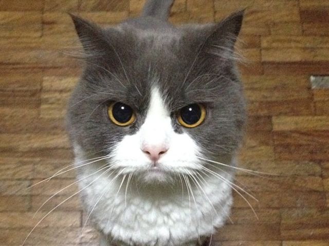 What Is The Most Beautiful Name For A Cat Playbuzz