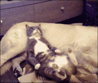 what is the most beautiful name for a cat?