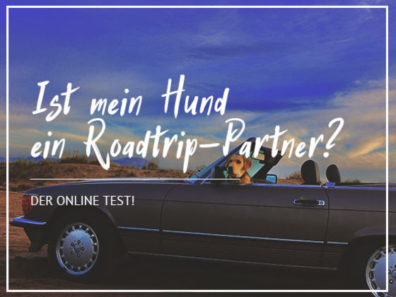 Ist mein Hund ein Roadtrip- / Reise-Hund?