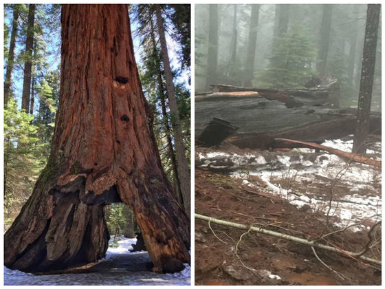 California's Iconic Pioneer Cabin Tree Has Finally Fallen In A Winter Storm