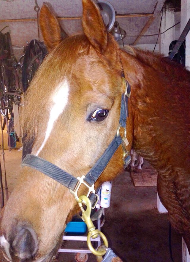 What Horse Breed Are You? | Personality Quiz