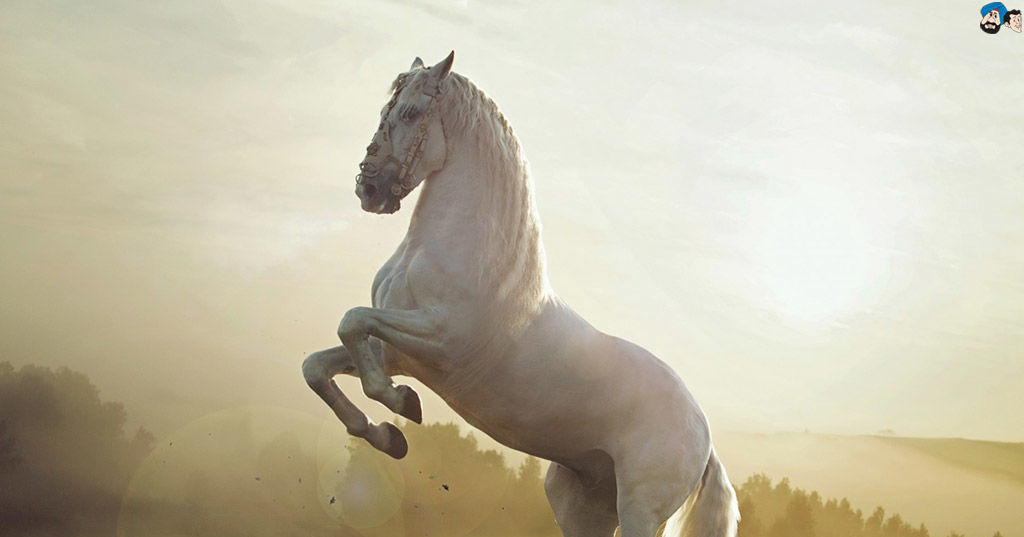 what animal are you? Playbuzz