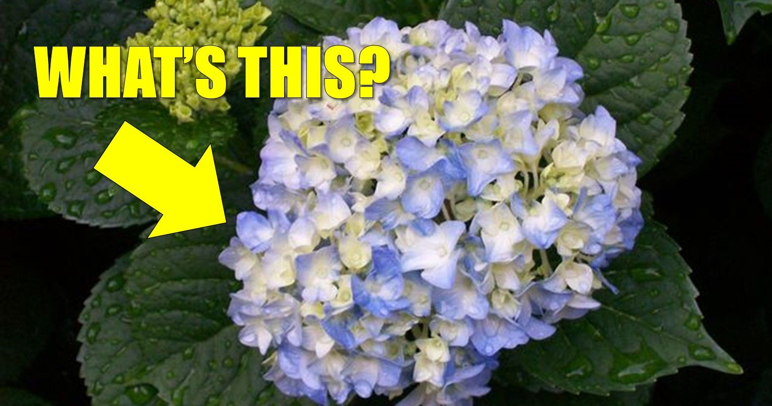 Can You Name All These Flowers? Playbuzz