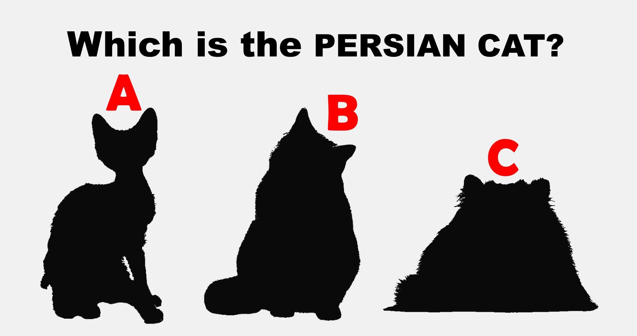 Only 1 In 15 Real Cat Lovers Can Recognize All Of These Cat Breeds