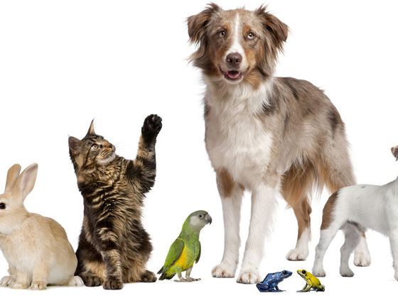 What pet should you have?
