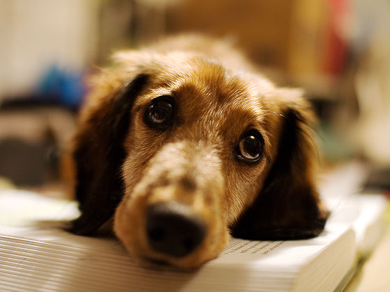 Which Animal From Literature Would Be Your Ideal Pet?
