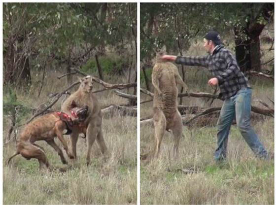 This Man Punched A Kangaroo In The Face To Save His Dog