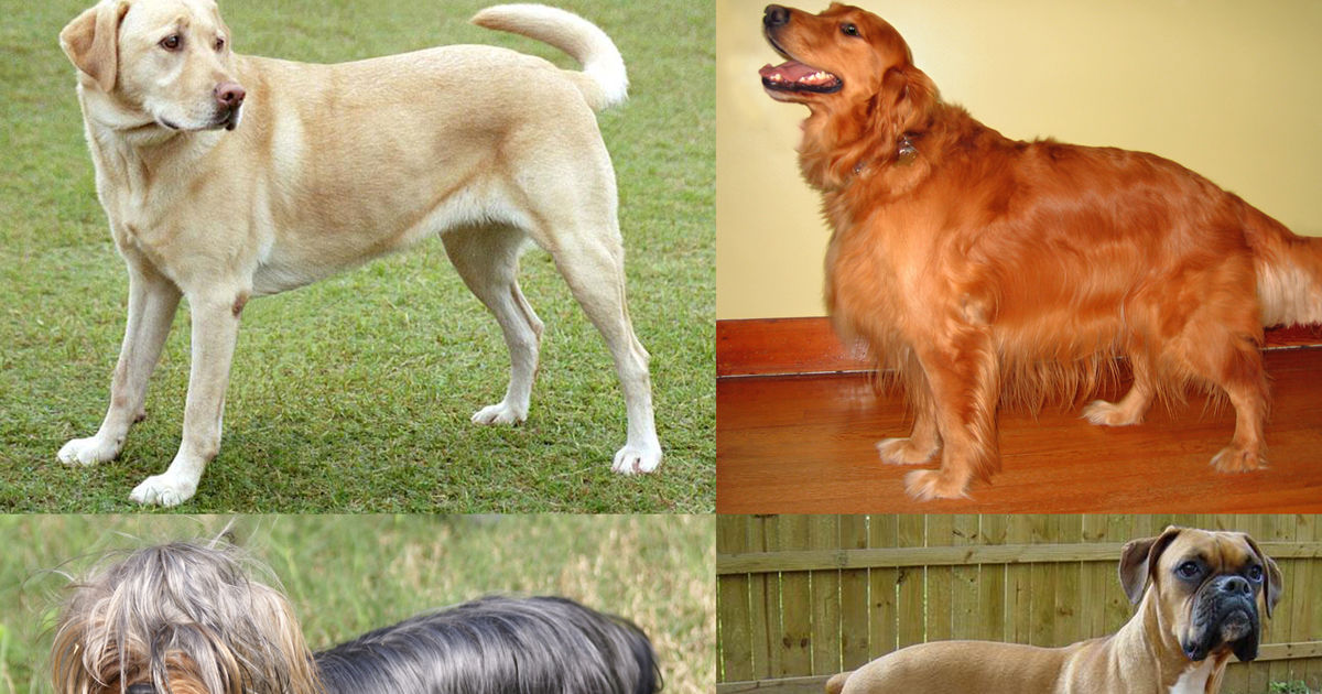 Can You Match The Dog Breed To It's Eye? Playbuzz